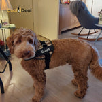 Afbeelding in Gallery-weergave laden, Dog-Harness Comfort™ | Elke hond verdiend een 𝐕𝐞𝐢𝐥𝐢𝐠 𝐇𝐚𝐫𝐧𝐚𝐬!
