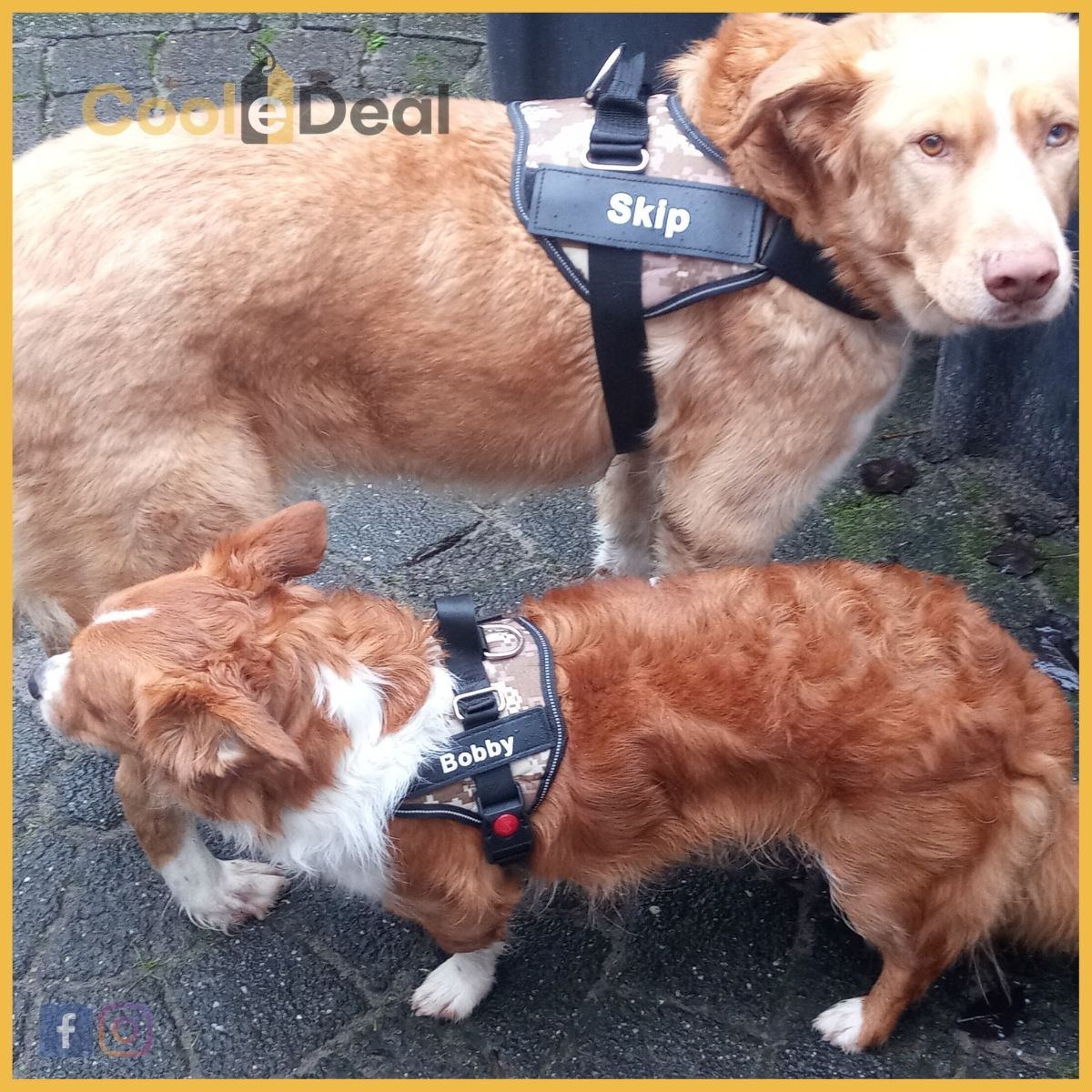 Dog-Harness Comfort™ | Elke hond verdiend een 𝐕𝐞𝐢𝐥𝐢𝐠 𝐇𝐚𝐫𝐧𝐚𝐬!