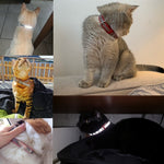 Afbeelding in Gallery-weergave laden, Cat-Collar Engrave™ | Tijdelijk 50% Korting+GRATIS gepersonaliseerd!
