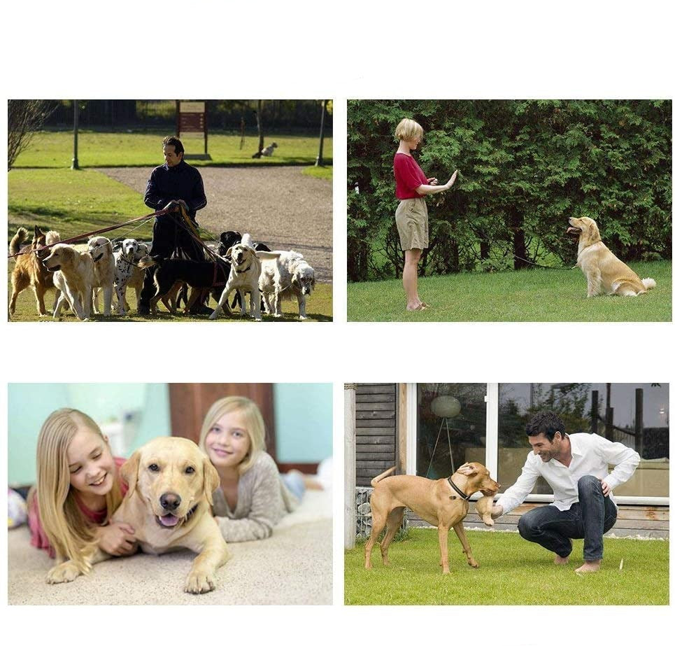 Dog-Clicker Pro™ | Tijdelijk 50% korting!